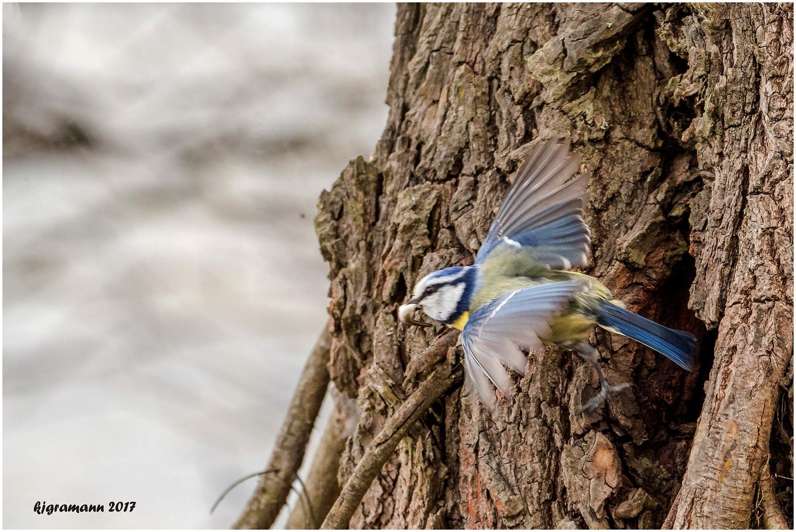 meisenflug.......