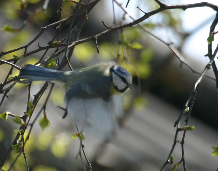 Meisenflug