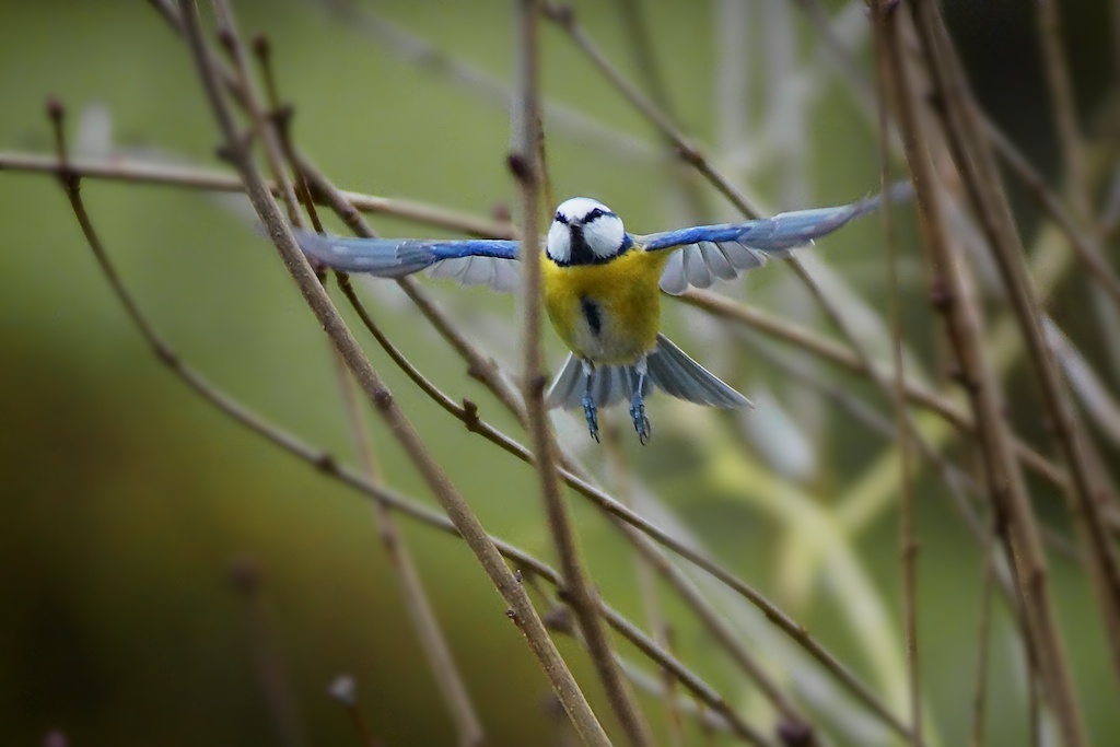 Meisenflug durch die Zweige