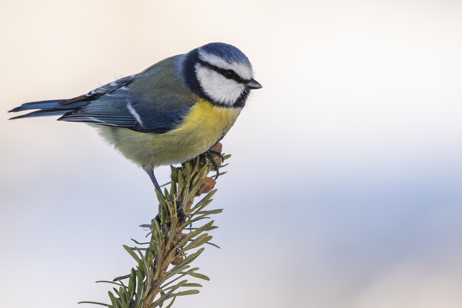 Meisenfotoshooting 1 - Blaumeise