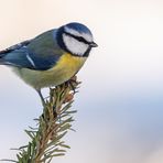 Meisenfotoshooting 1 - Blaumeise