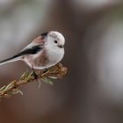 Meisenfotoshooting 4 - Schwanzmeise 