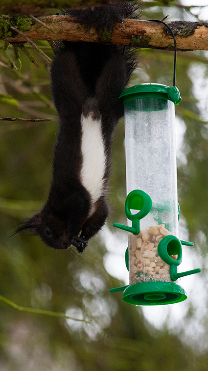 Meisenhörnchen