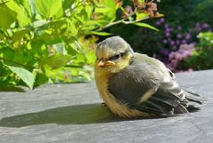 Meisenjunges kann noch nicht fliegen ...