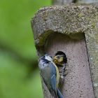 Meisenkind wird gefüttert