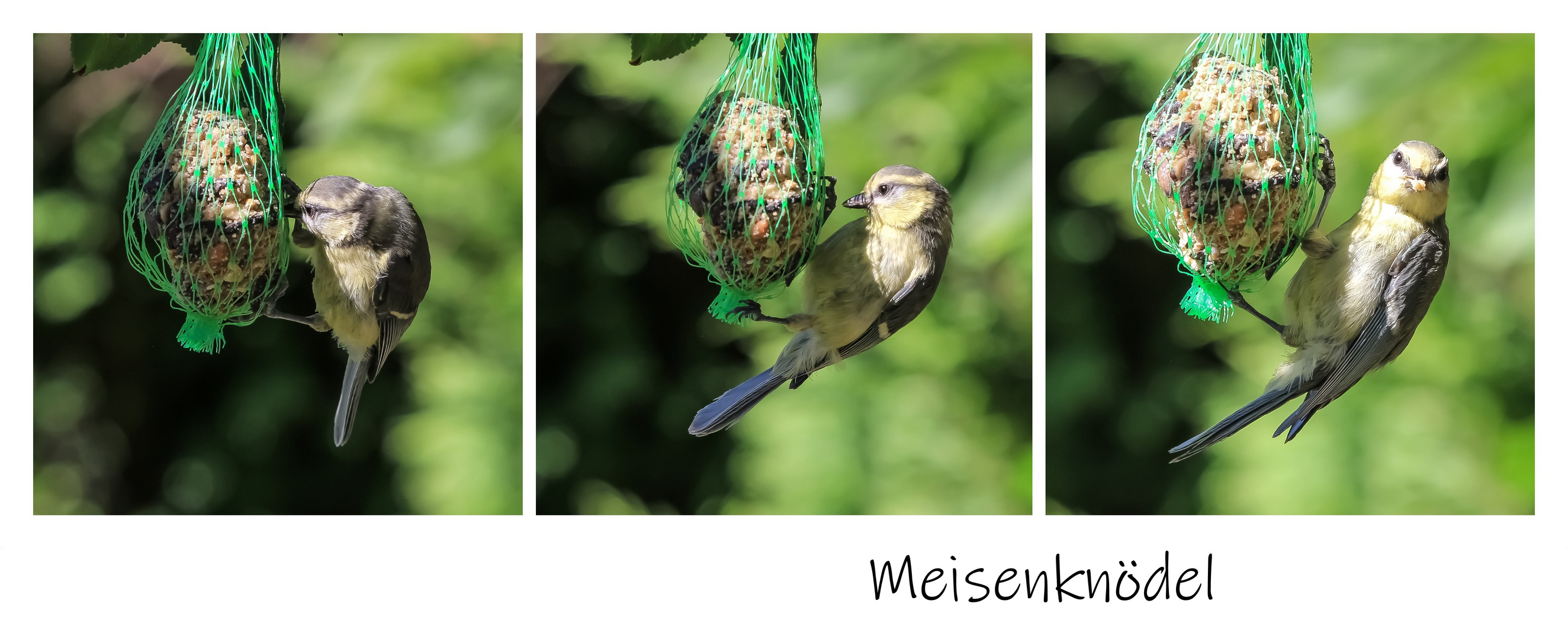 Meisenknödel