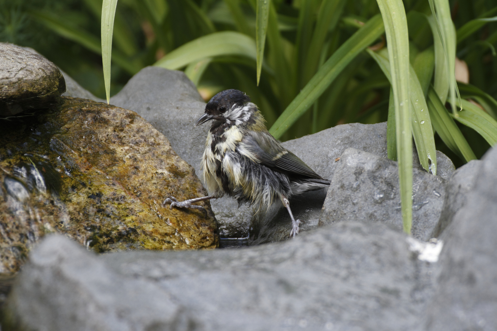 Meisenspagat Kohlmeise (Parus major ad.)