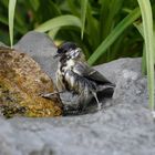 Meisenspagat Kohlmeise (Parus major ad.)