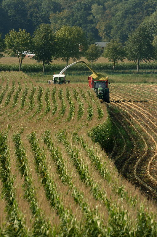 Meisernte mit Claas Jaguar