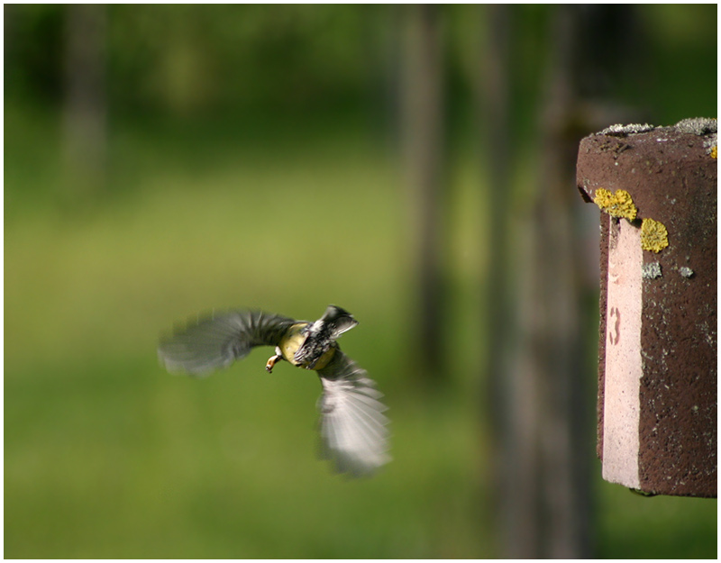 "Meisi-Airline" departure ...