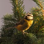 Meislein auf den Zweigen