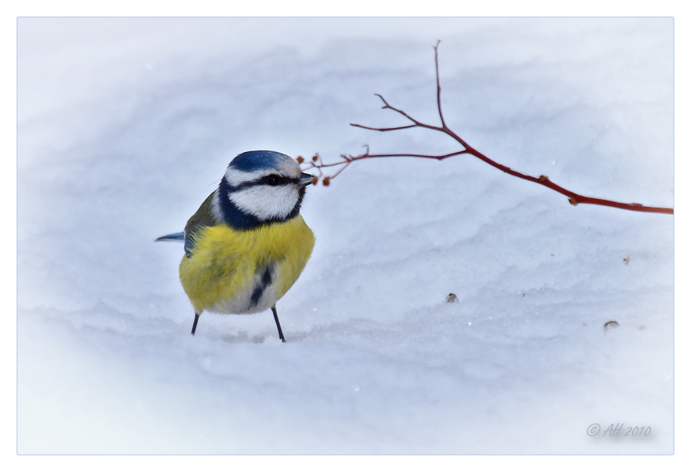 Meislein im Schnee