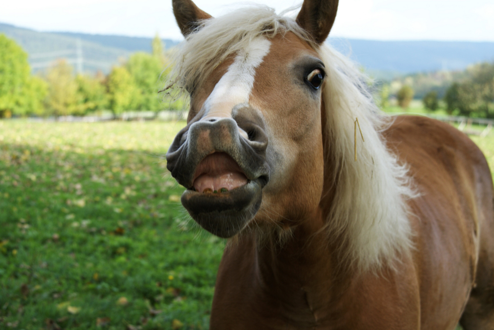 Meist flehmen Pferde, Foto & Bild | tiere, haustiere, pferde, esel, maultiere Bilder auf ...