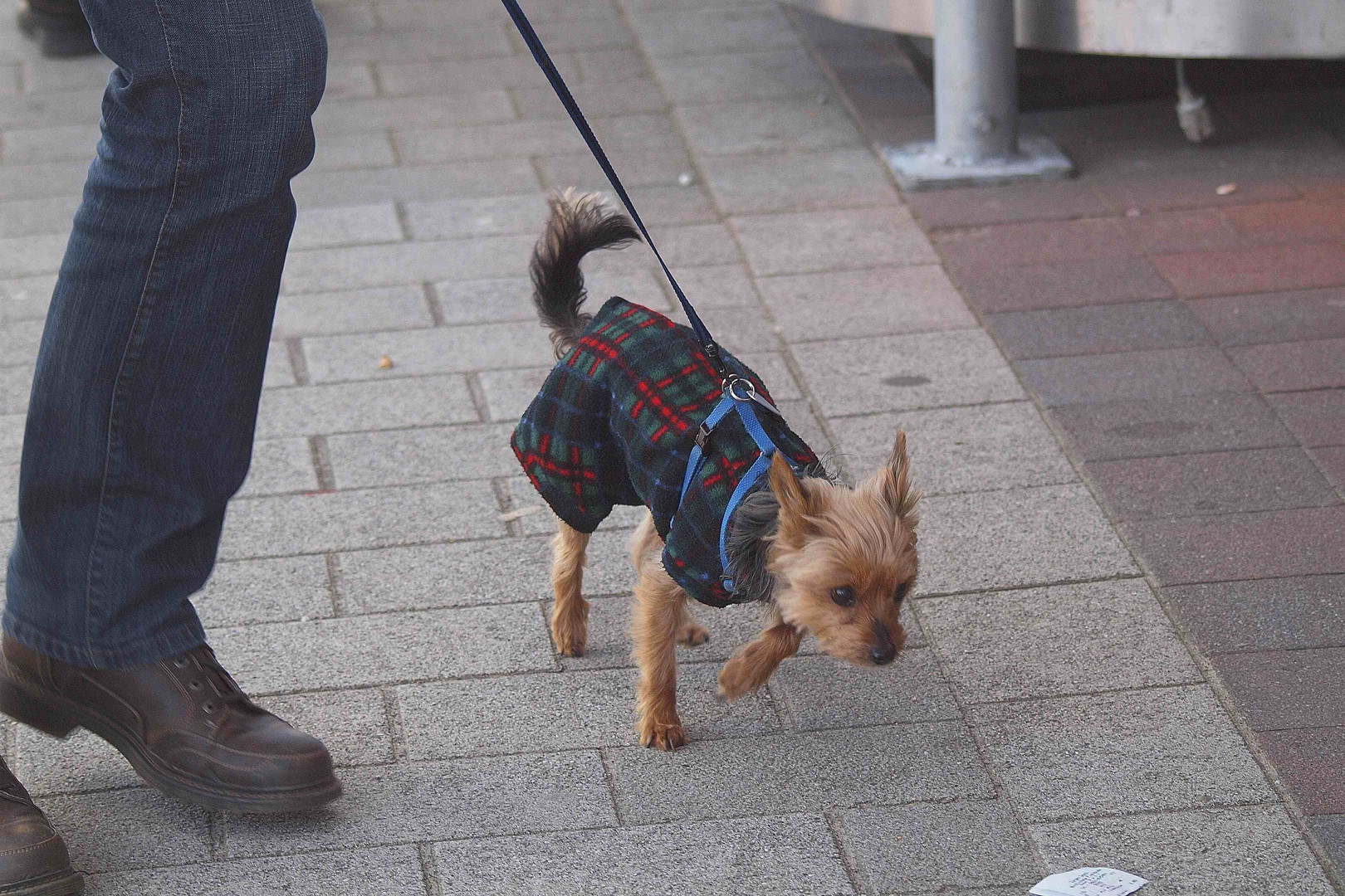 Meist iss der Hund doch schlauer als sein....