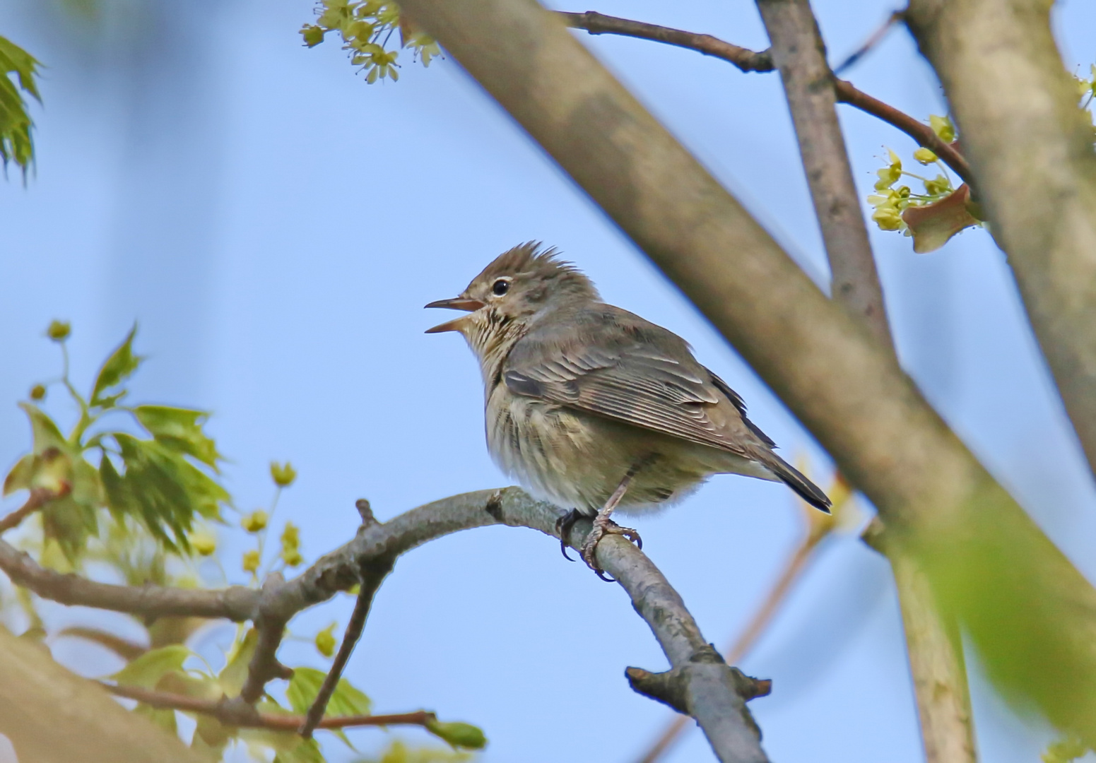 meistens versteckt