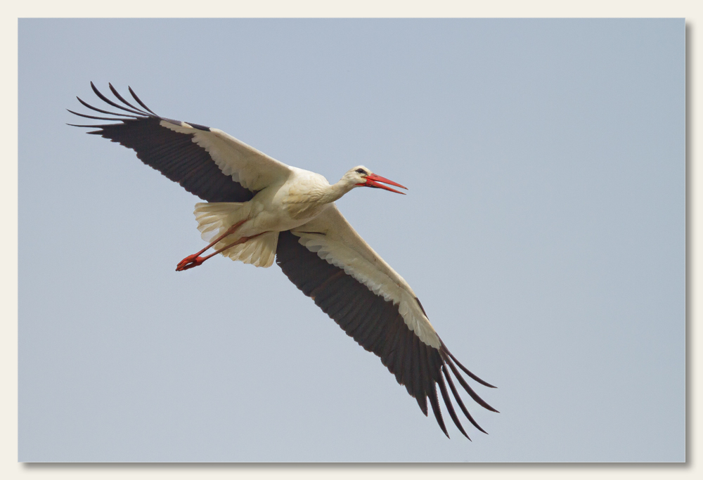 Meister Adebar auf dem Flug zum Nest