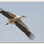 Meister Adebar auf dem Flug zum Nest