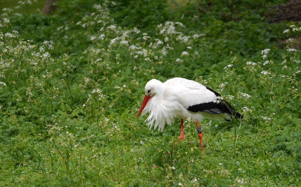 Meister Adebar auf Futtersuche