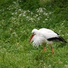 Meister Adebar auf Futtersuche