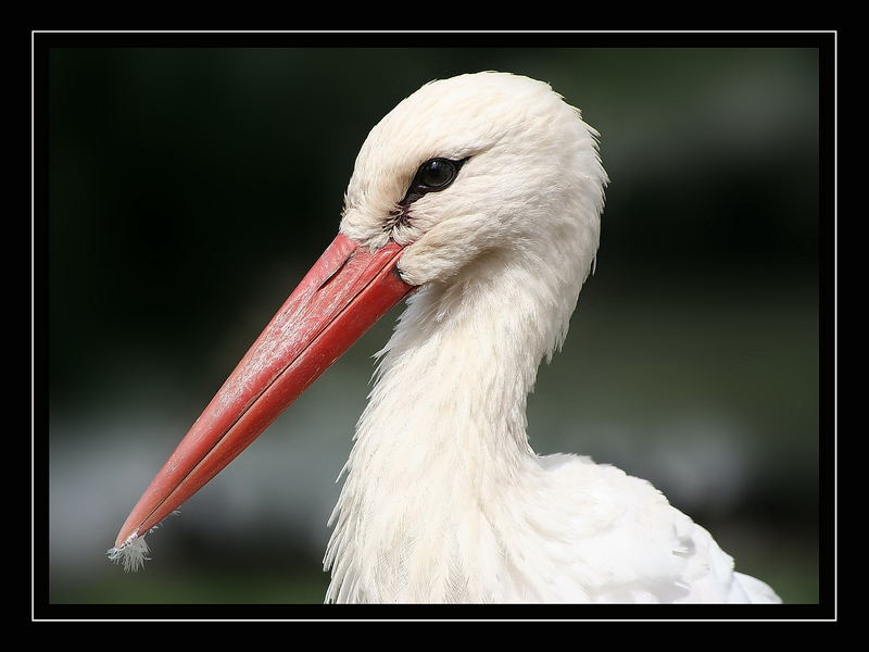 MEISTER ADEBAR Ciconia ciconia