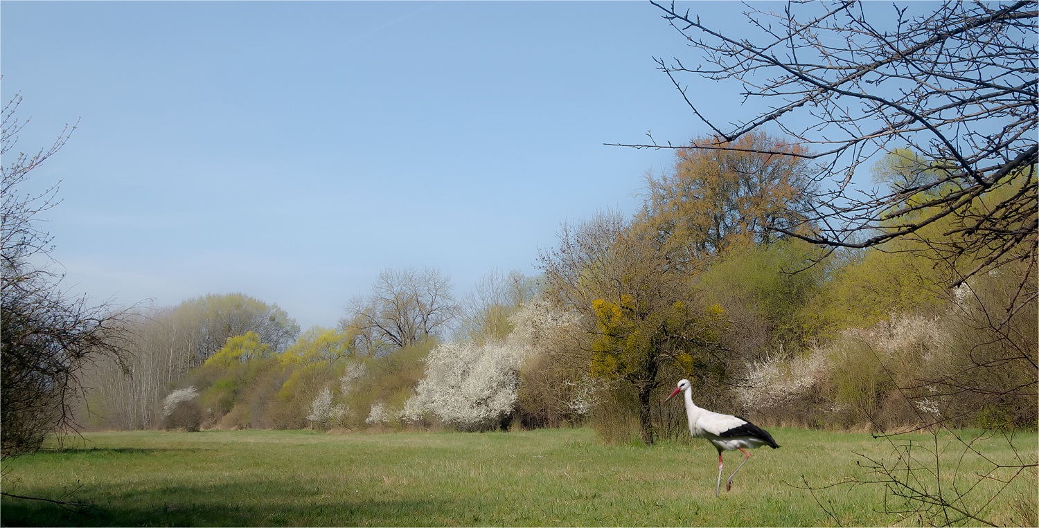 Meister Adebar im Naturschutzgebiet Kühkopf / Knoblochsaue