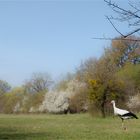 Meister Adebar im Naturschutzgebiet Kühkopf / Knoblochsaue