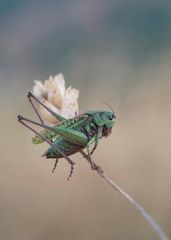 Meister der Balance