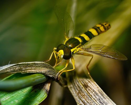 MEISTER DER LÜFTE - DIE AB UND ZU AUCH LANDEN