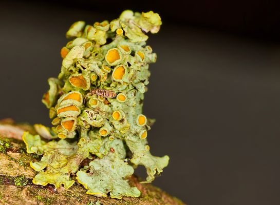 MEISTER DER SYMBIOSE UND ÜBERLEBENSKÜNSTLER