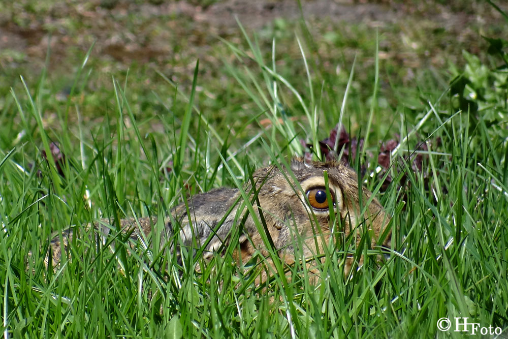 Meister der Tarnung