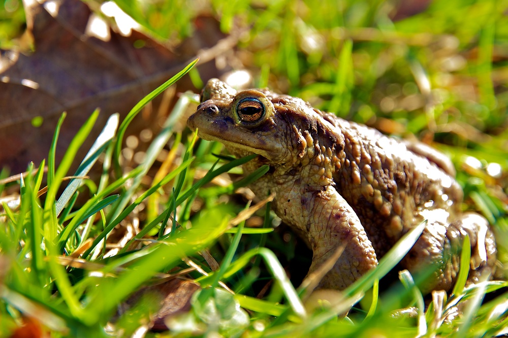 Meister Frosch genießt die ersten warmen Sonnenstrahlen