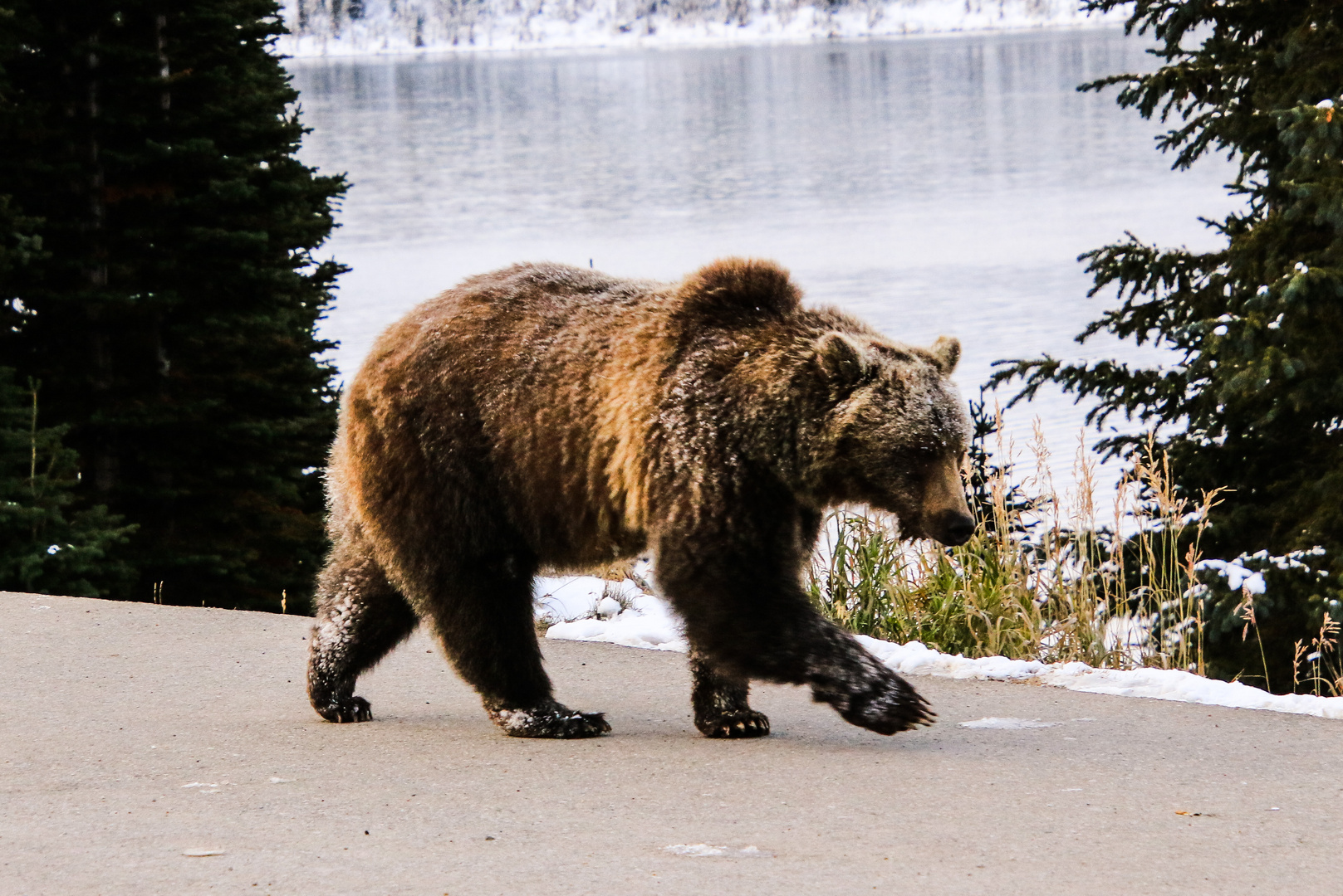 Meister Petz (Grizzly) auf der Strasse