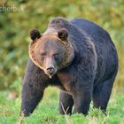 Meister Petz vor der Ansitzhütte 