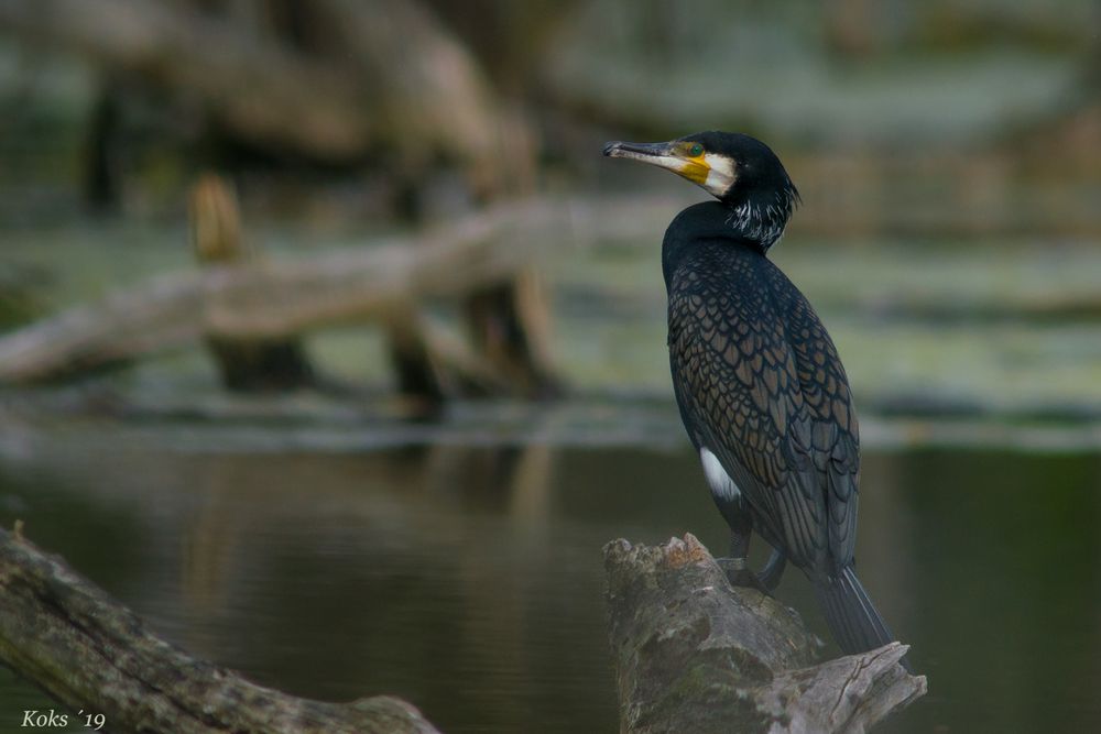 Meister Phalacrocorax carbo