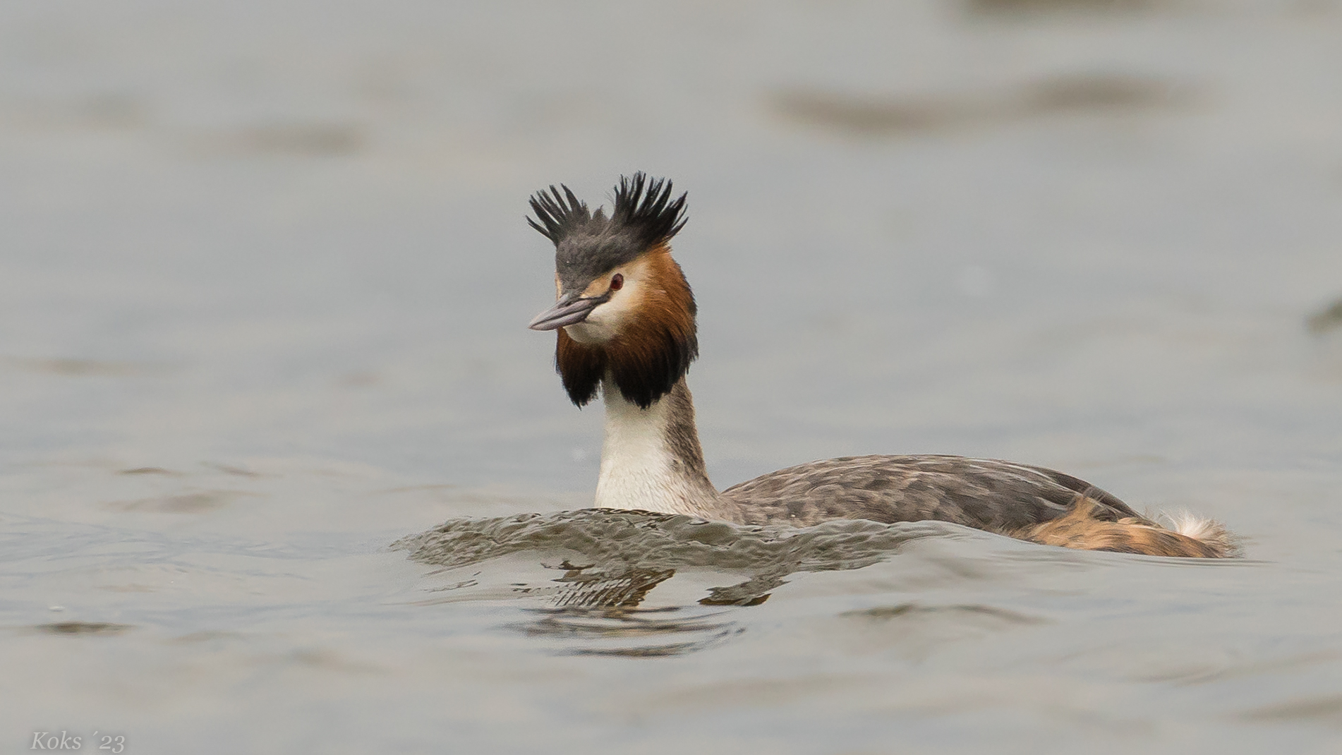 Meister Podiceps 