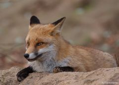 ' Meister Reineke ' der Fuchs.