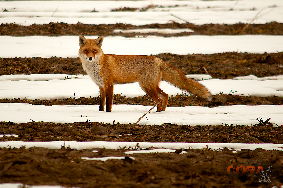 ***Meister Reinicke Fuchs ***