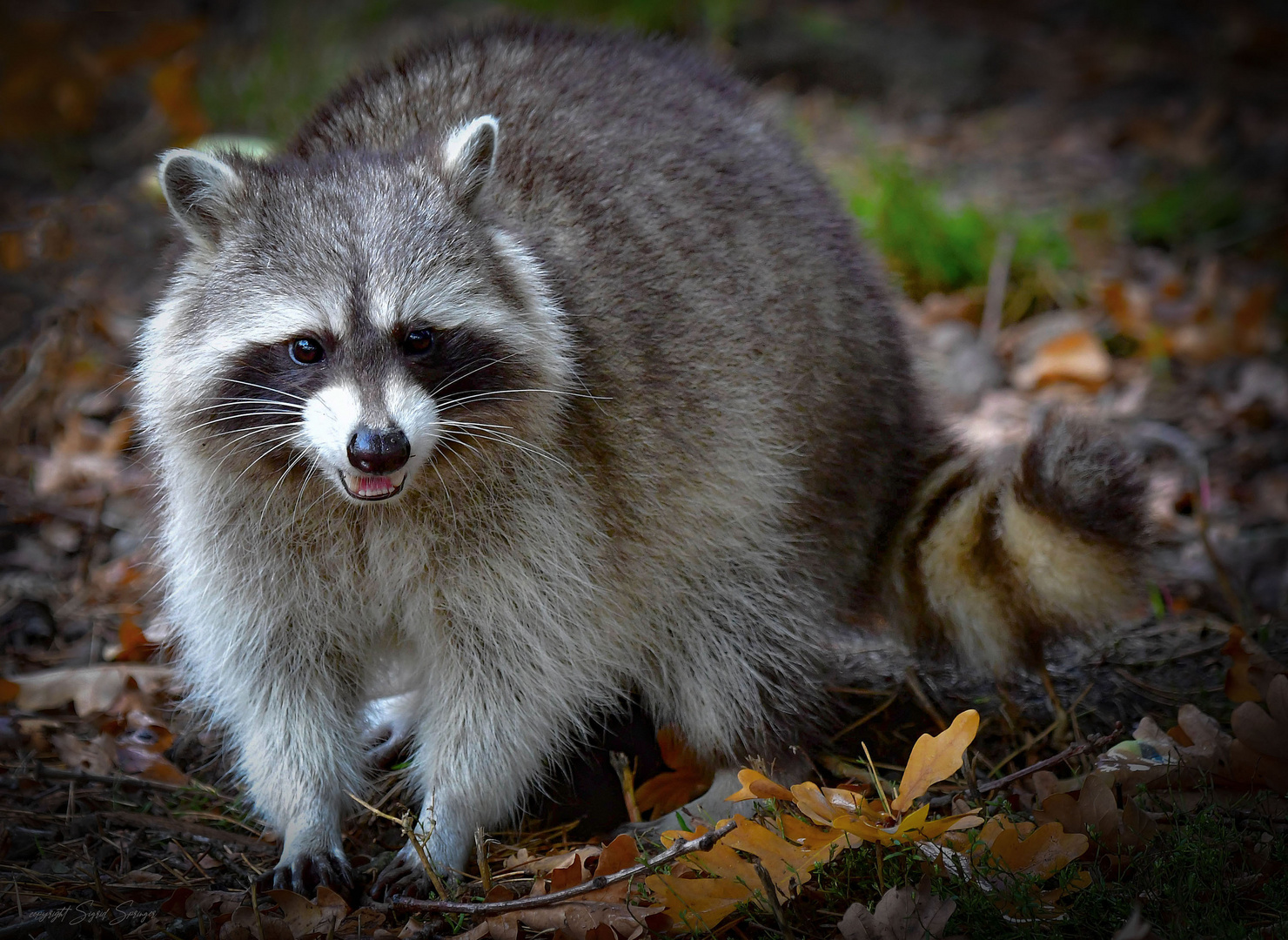 Meister Waschbär