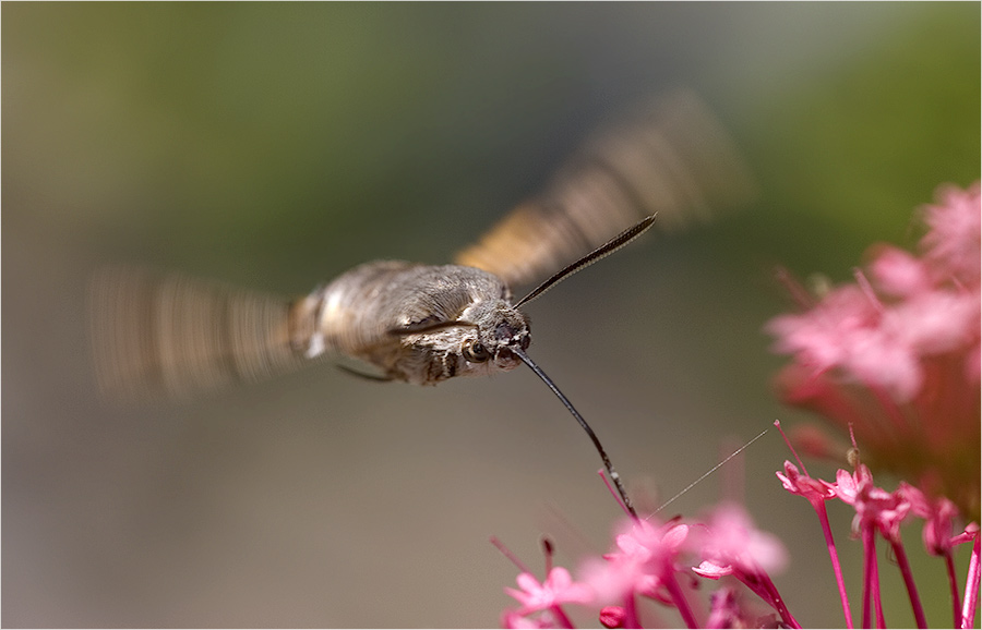 Meisterflieger ...