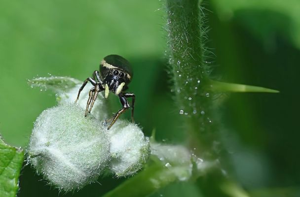 MEISTERHAFTE JÄGER UND FASZINIERENDE AKROBATEN