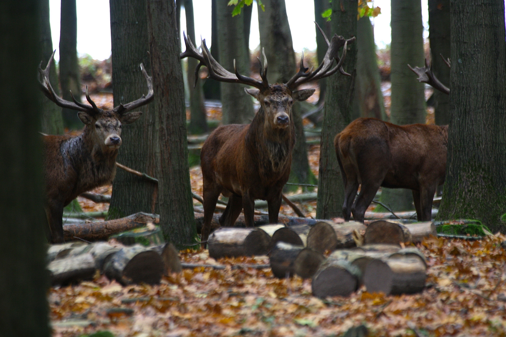 Meisterjäger