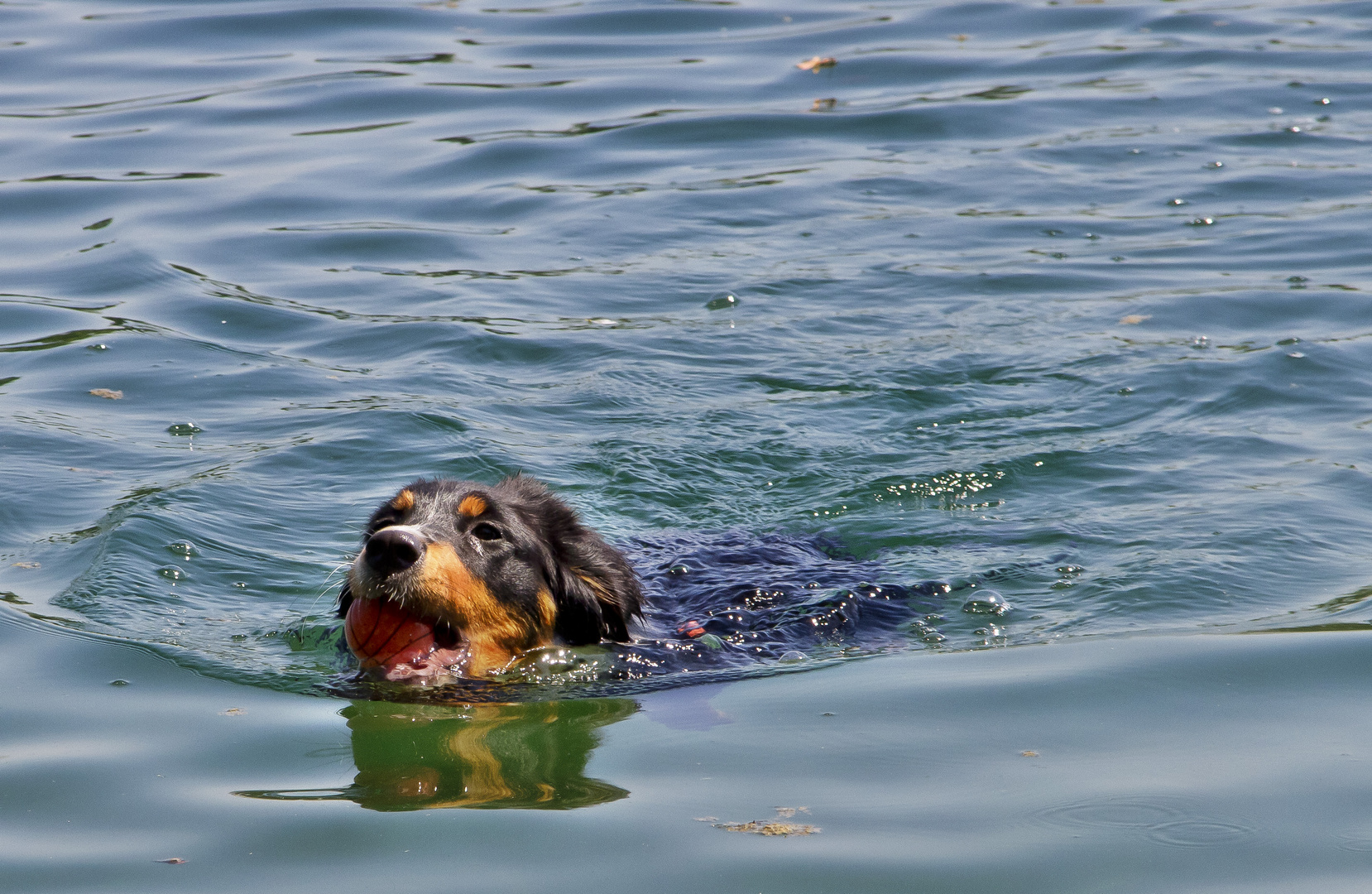 Meisterschwimmer