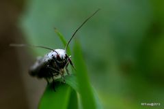 Meisterstück der Natur 2