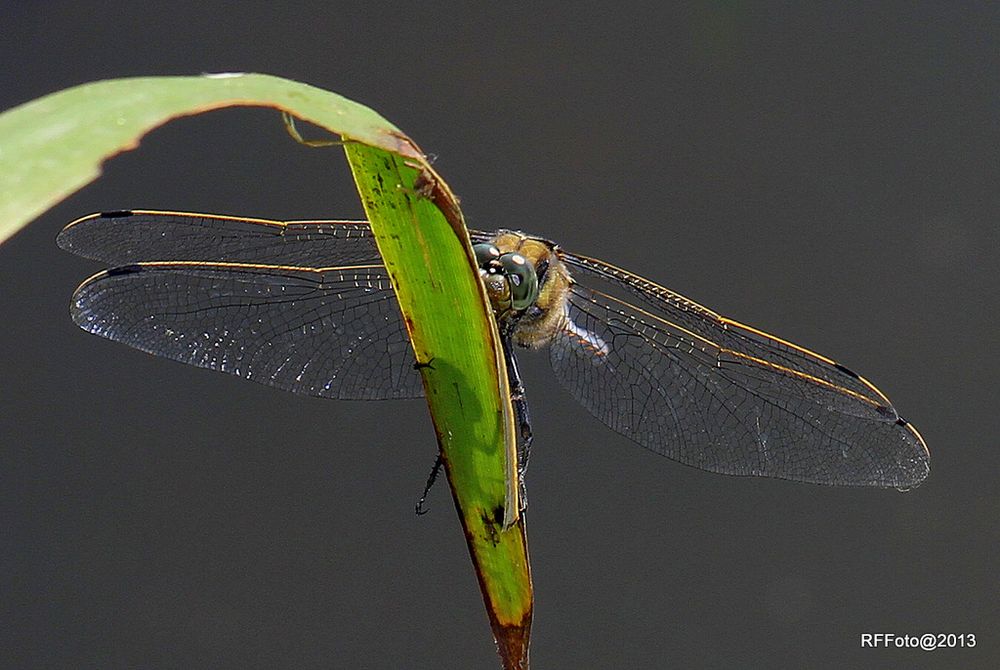 Meisterstück der Natur 6