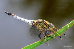 Meisterstück der Natur