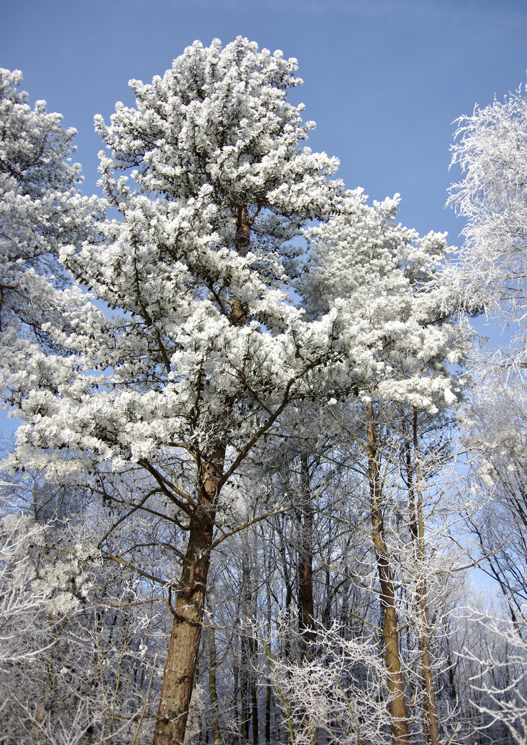 Meisterwerk der Natur