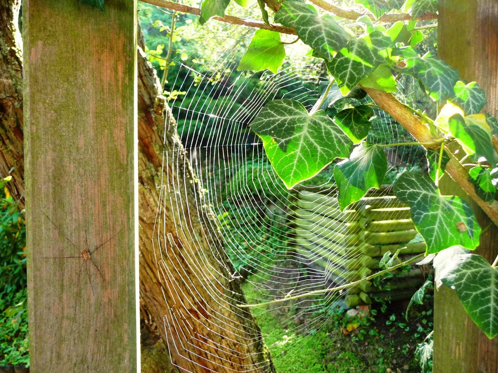 Meisterwerk der Natur