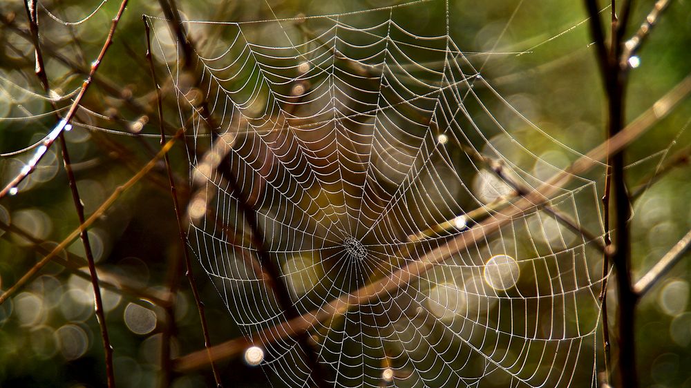 meisterwerk der natur