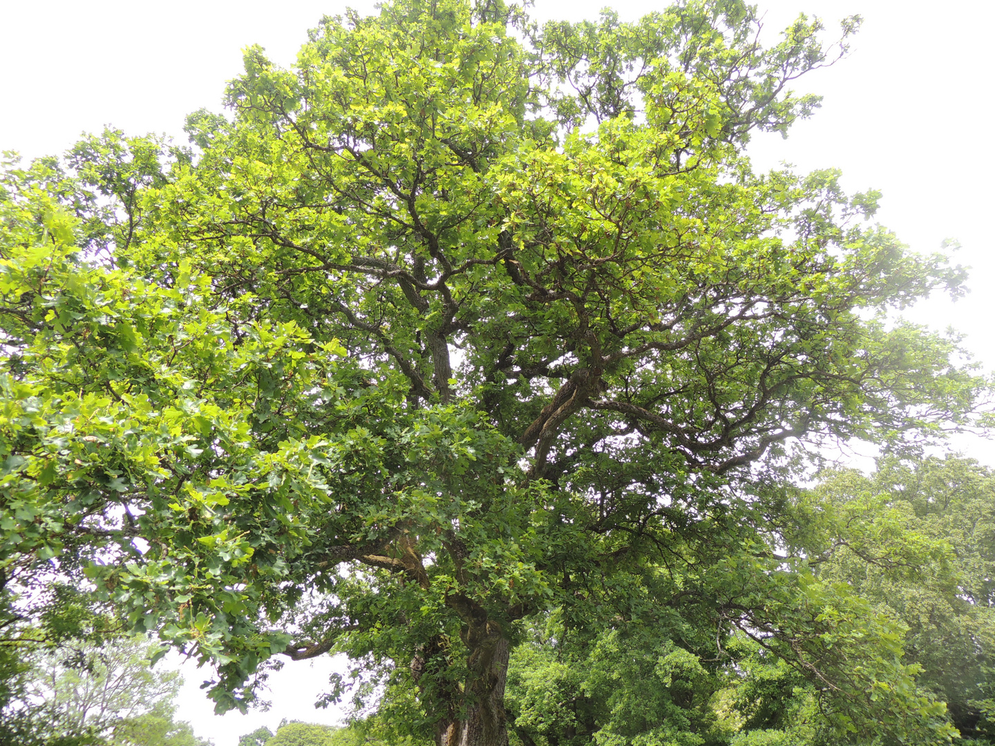 Meisterwerk der Natur