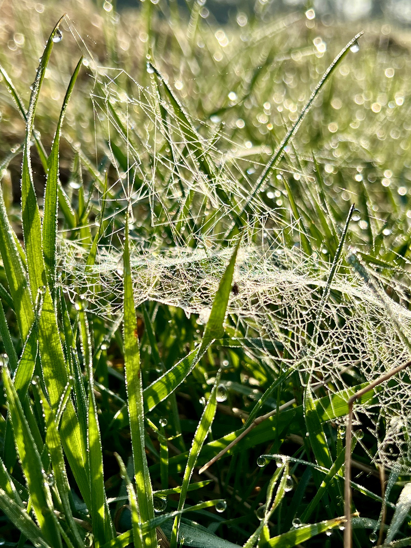 Meisterwerk im Morgentau